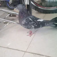 کبوتر اصفهانی