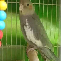 عروس هلندی آهویی نر|پرنده|مشهد, هفده شهریور|دیوار