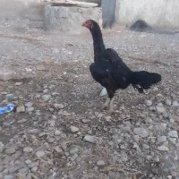 لاری اصل