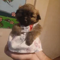 توله پامر وپودل