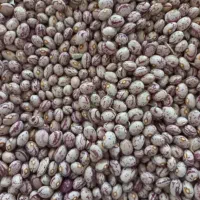 لوبیاچیتی خمین بزری صالح