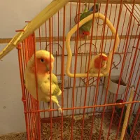 ۴عددکوتوله برزیلی|پرنده|قم, آلوچو|دیوار