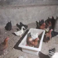 مرغ محلی|حیوانات مزرعه|گلپایگان, |دیوار