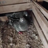 فروش جفت پلاکی