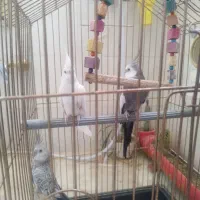 یک جفت مولدباچهارتابچه