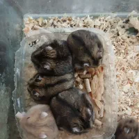 همستر کوتوله کمپل