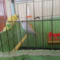 مرغ عشق و طوطی برزیلی|پرنده|کرمانشاه, |دیوار