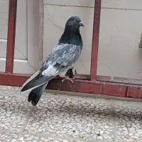 یک جفت کفتر خارجی نامبروان با جوجه