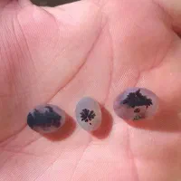 شجر طبیعی