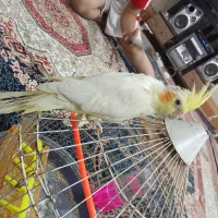جوجه عروس هلندی|پرنده|تربت‌حیدریه, سرمحله|دیوار