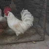 خروس سفیدمحلی