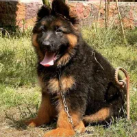 واگذاری توله ژرمن شولاین کینگ سایز ۳ ماهه|سگ|تهران, جوانمردان (اندیشه)|دیوار