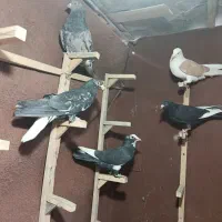 باسلام چند تا نر و ماده سرمخل و نرماده زاغ دم سفید