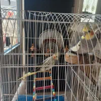 پرنده|پرنده|قزوین, |دیوار