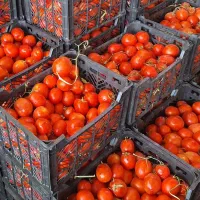 گوجه لیمو آبگیری رایگان