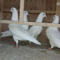 ۷ عدد سفید پتی واله