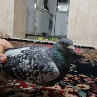 کبوتر|پرنده|نیشابور, مازول|دیوار