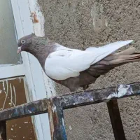 کفتر بهبهانی سینه قهوی سینه سیاه