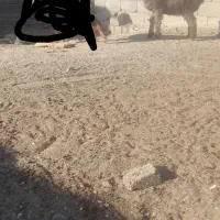 بزغاله نرپاکستانی نصل ۲قلو بره ماده بختیاری|حیوانات مزرعه|مشهد, توس (بلوار توس)|دیوار
