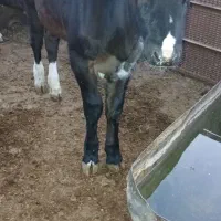 گوساله ماده قلم درشت|حیوانات مزرعه|مشهد, آبادگران|دیوار