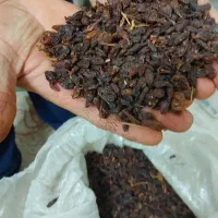 کشمش|خوردنی و آشامیدنی|نیشابور, عدالت|دیوار