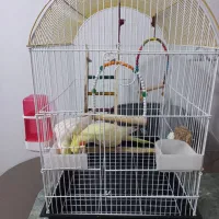 عروس هلندی جفت