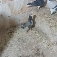 کبوتر پرشی پرنده