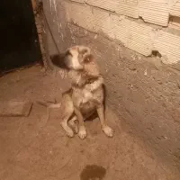 سگ نگهبان|سگ|اسکو, |دیوار