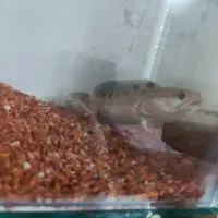 چانا بلو پالچرا|ماهی|برخوار, |دیوار