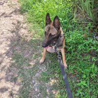 مالینویز اصیل7ماهه|سگ|رودسر, |دیوار