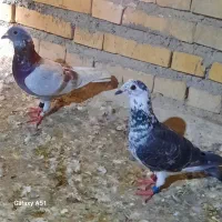 کبوتر پلاکی شادگان سعدی