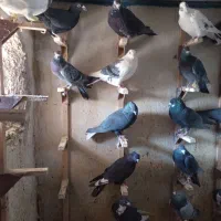 دسته کفتر پلاکی زدوخوردی جنگی