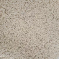 برنج مغان درجه یک