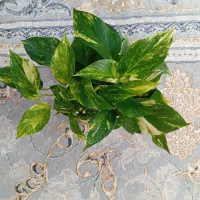 گل زاموفیلیا وگل پتوس