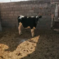 گوساله ماده|حیوانات مزرعه|بردسکن, |دیوار