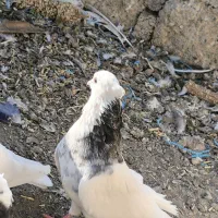 کبوتر طوقی5 عدد|پرنده|بیلوار, |دیوار