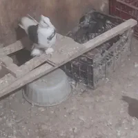 کبوتر هما|پرنده|فشاپویه, |دیوار