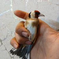 دوعدد سهره نر قلمی|پرنده|ری, ولی آباد|دیوار