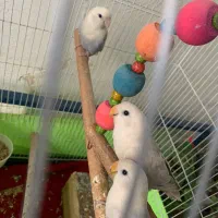 طوطی برزیلی|پرنده|قدس, شهر‌قدس|دیوار