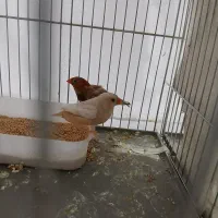 فنج اورنج|پرنده|فردیس, شهرک شهید حسینی|دیوار