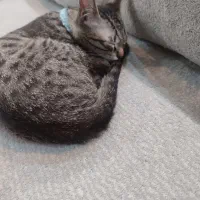 واگذاری گربه 5ماهه.  dhs