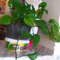 گل وگیاه|حراج|لردگان, |دیوار