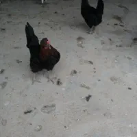 5 عدد مرغ کوردی تخم گذار|حیوانات مزرعه|سرپل ذهاب, |دیوار