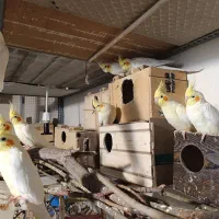 عروس هلندی مولد