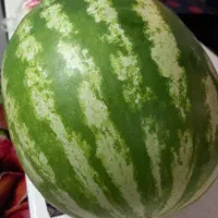 محصولات باغی ارگانیک