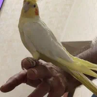 عروس هلندی ماده