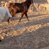 نربز پاکستانی|حیوانات مزرعه|سلامی, |دیوار