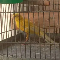 قناری یکسر نر و سهره گلبسر