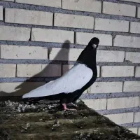 ماده سینه سیاه|پرنده|سوسنگرد, |دیوار