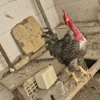 خروس گردن لخت شمالی